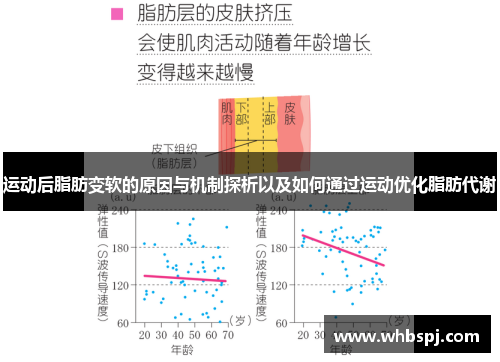 运动后脂肪变软的原因与机制探析以及如何通过运动优化脂肪代谢